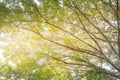 Spring Sun Shining Through Canopy Of Tall Trees. Upper Branches