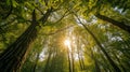 Spring sun shining through canopy of tall trees woods, Sunlight in forest, Summer nature, Environment concept Royalty Free Stock Photo