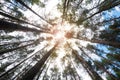 Spring Sun Shining Through Canopy Of Tall Trees Woods. Sunlight In Forest, Summer Nature. Upper Branches Of Trees Background Royalty Free Stock Photo