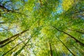 Spring Sun Shining Through Canopy Of Tall Trees Woods. Sunlight Royalty Free Stock Photo