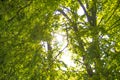 Spring Sun Shining Through Canopy Of Tall Trees Woods. Sunlight In Forest, Summer Nature. Upper Branches Of Trees Background Royalty Free Stock Photo