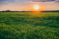 Spring Sun Shining Over Agricultural Landscape Of Green Wheat Field Royalty Free Stock Photo