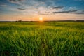 Spring Sun Shining Over Agricultural Landscape Of Green Wheat Field Royalty Free Stock Photo