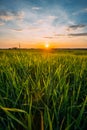 Spring Sun Shining Over Agricultural Landscape Of Green Wheat Field Royalty Free Stock Photo