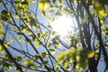 Spring sun shining through young leaves of linden tree. Royalty Free Stock Photo