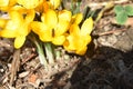 Spring sun star flowers Royalty Free Stock Photo