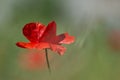 A cheerful red poppy in the green field Royalty Free Stock Photo