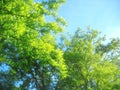 Spring sunlight in treetops of acacia