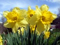 Spring: sunlit yellow daffodils