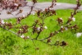 Spring sunny day.Blooming cherry branch. Royalty Free Stock Photo