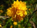 Spring sunny day. Bush branch with yellow flowers.