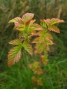 Spring sunny day. Colorful leaves of raspberry. Royalty Free Stock Photo