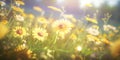 Spring sunny day, flowers field, blossom field, daisies field, illustrative background, landscape, wallpaper, nature Royalty Free Stock Photo