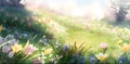 Spring sunny day, flowers field, blossom field, blossom, daisies, landscape, wallpaper, nature Royalty Free Stock Photo