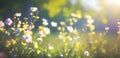 Spring sunny day, flowers field, romantic walk,calming blossom field, daisies,wallpaper, nature Royalty Free Stock Photo