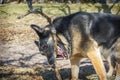 In the spring, on a sunny day, a German shepherd in nature Royalty Free Stock Photo