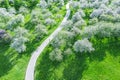 Spring sunny day in park. apple trees in full blossom, aerial view Royalty Free Stock Photo