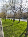 spring sunny day park city trees lawn greens