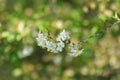 Flowering branch of cherry tree Royalty Free Stock Photo