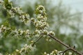 Flowering branch of cherry tree