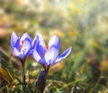 Two blue crocus flowers backlit by the sun. Royalty Free Stock Photo