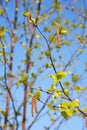 Spring, Sunny day, the young green leaves of birch tree on a branch on blue sky background. birch buds. Royalty Free Stock Photo