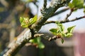 Spring, Sunny day, the young green leaves of a tree garden Apple tree branch on blue sky background. buds of an Apple tree. Royalty Free Stock Photo