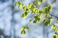 Spring in forest with closeup of first fresh green leaves of birch tree branches in sunlight on blurred blue background Royalty Free Stock Photo