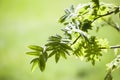 Spring closeup of fresh green leaves of Rowan tree branches in sunlight on green background Royalty Free Stock Photo