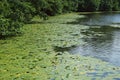 Forest lilies of the valley Royalty Free Stock Photo