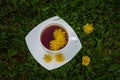 Spring sunny green garden, bright yellow dandelions and a cup of hot herbal tea on the grass Royalty Free Stock Photo