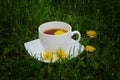 Spring sunny green garden, bright yellow dandelions and a cup of hot herbal tea Royalty Free Stock Photo