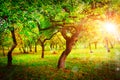 Spring sunny landscape of green garden. Spring apple trees in garden with bright sunbeams through branches.