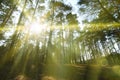 Spring sunny landscape in a pine forest in bright sunlight. Cozy forest space among the pines, dotted with fallen cones and conif