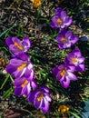 In the spring on a sunny morning, blue bright saffron flowers. Royalty Free Stock Photo