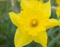 Spring Sunny Narcissus Daffodil Yellow closeup Royalty Free Stock Photo