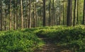 Spring sunny pine forest with path and green trees, natural background Royalty Free Stock Photo