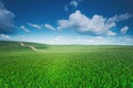 Spring sunny scene. Green fields and blue perfect sky