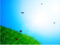 Spring sunny sky and grass background