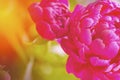 Spring sunny tinted peony flower. Peony rose renaissance after rain close-up. Peony leaves close-up.