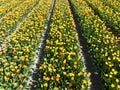 Spring sunny tulip flower field. Touristic attraction in The Netherlands in spring time. Agriculture seasonal fresh Royalty Free Stock Photo