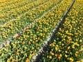 Spring sunny tulip flower field. Touristic attraction in The Netherlands in spring time. Agriculture seasonal fresh Royalty Free Stock Photo