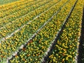 Spring sunny tulip flower field. Touristic attraction in The Netherlands in spring time. Agriculture seasonal fresh Royalty Free Stock Photo