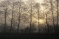 Spring sunrise and alders Royalty Free Stock Photo