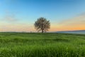 Spring sunrise. Between Apulia and Basilicata: vernal landscape with wheat field.ITALY. Royalty Free Stock Photo