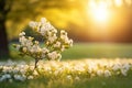 Spring sunrise blooming tree in meadow on easter morning with blurred background and copy space