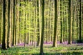 Sunrise and a bluebells carpet in the Blue Forest, Hallerbos national park Belgium Royalty Free Stock Photo