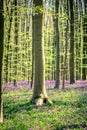 Spring: sunrise, a carpet of bluebells and sequoia trees in the Bluebell wood Hallerbos NP, Halle, Flanders, Belgium Royalty Free Stock Photo