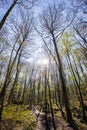 Spring sunrise in La Fageda D En Jorda Forest, La Garrotxa, Spain