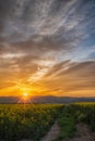 Spring Sunrise Over a Canola Field Royalty Free Stock Photo